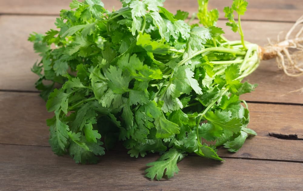 How to Store Cilantro